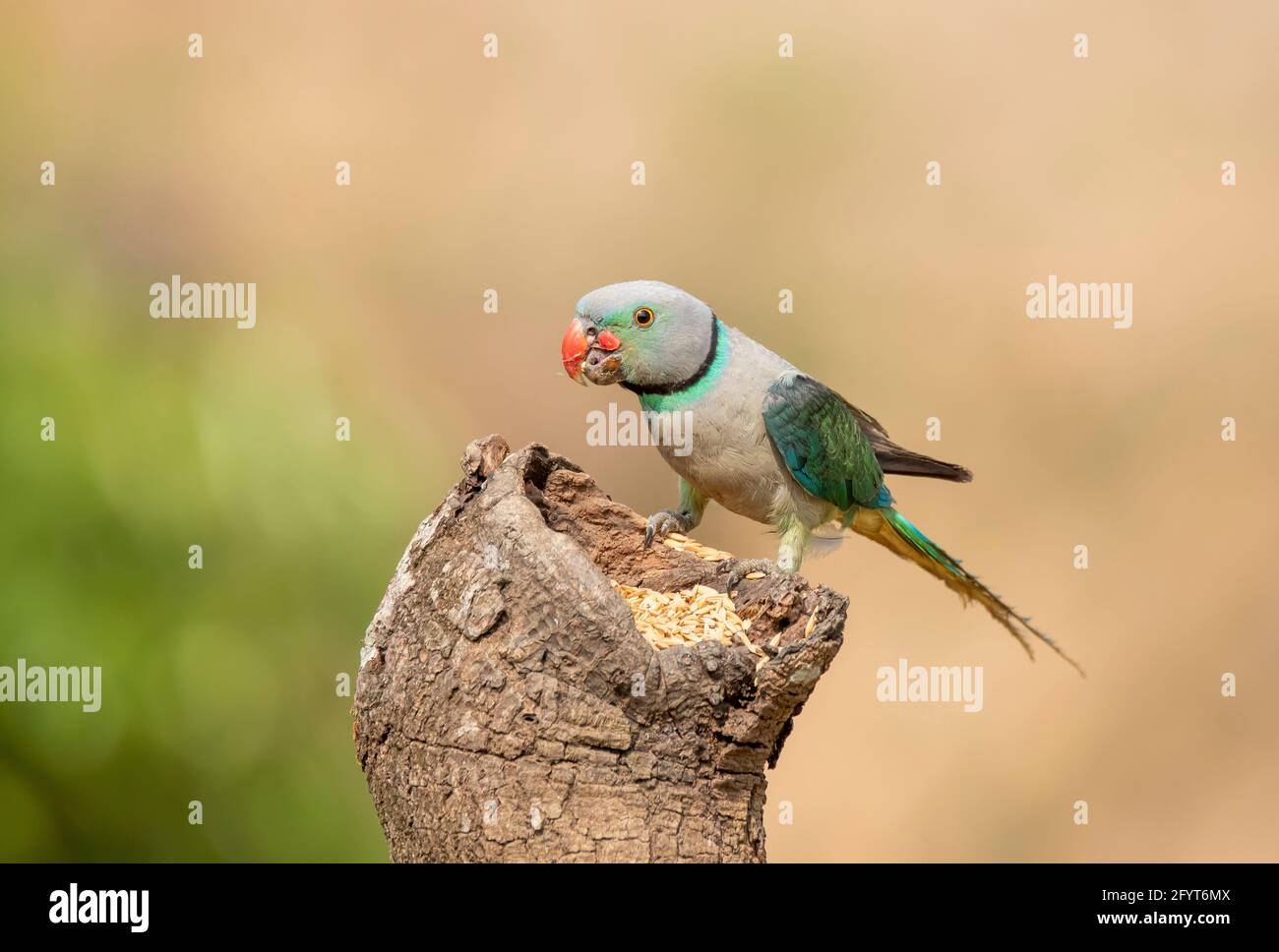A male Malabar Parakeet feeding on a rice grains in the fields on the