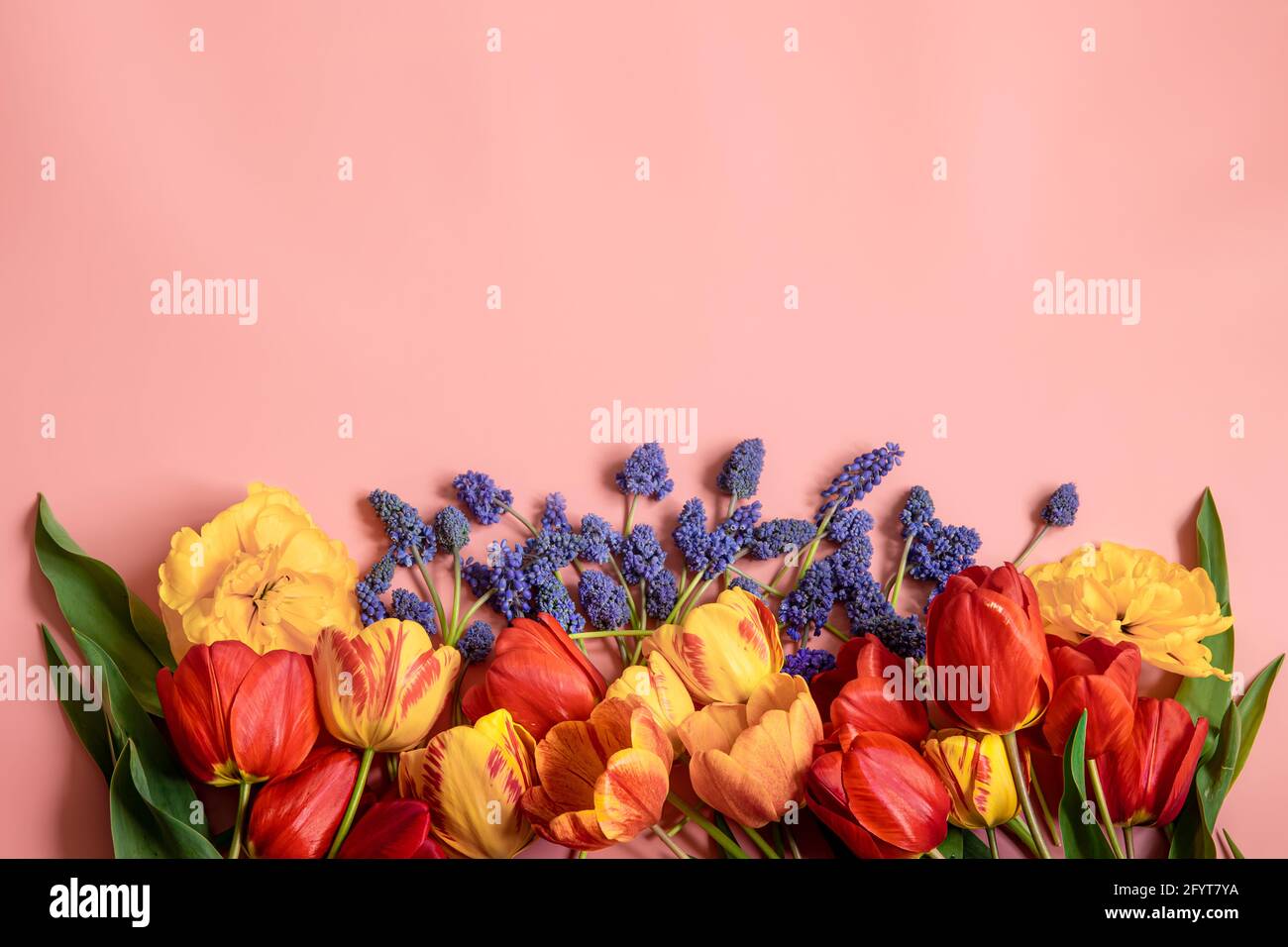 Spring Composition Creative spring composition with Muscari flowers and tulips spread out ...