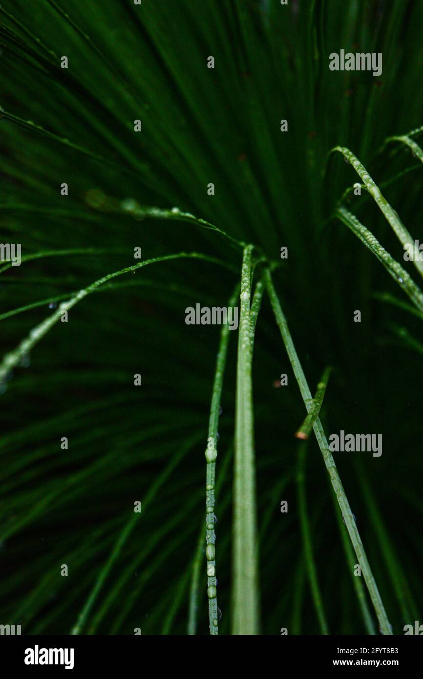 The beautiful green background of grass with dew Stock Photo - Alamy