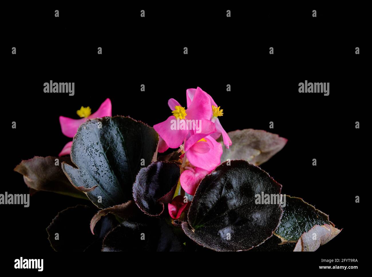 A closeup shot of blooming pink Begonia flowers on a black background Stock Photo