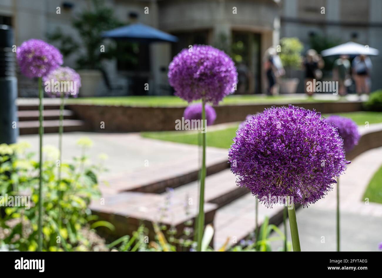 Vibrant purple flowers in Olguita's Garden at the Atlanta History