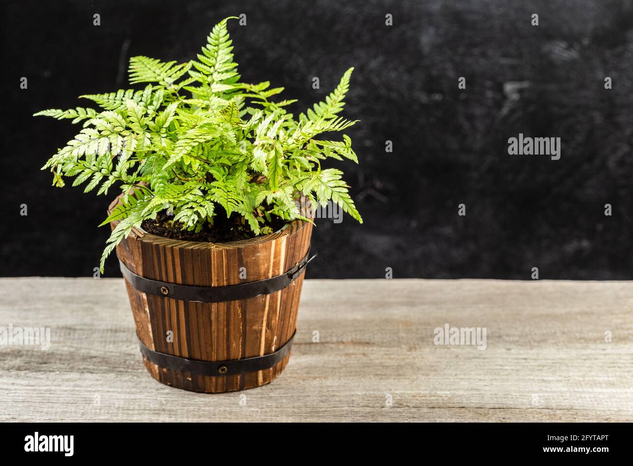 Athyrium filix-femina, the lady fern or common lady-fern in wooden pot, Athiryaceae family. Stock Photo