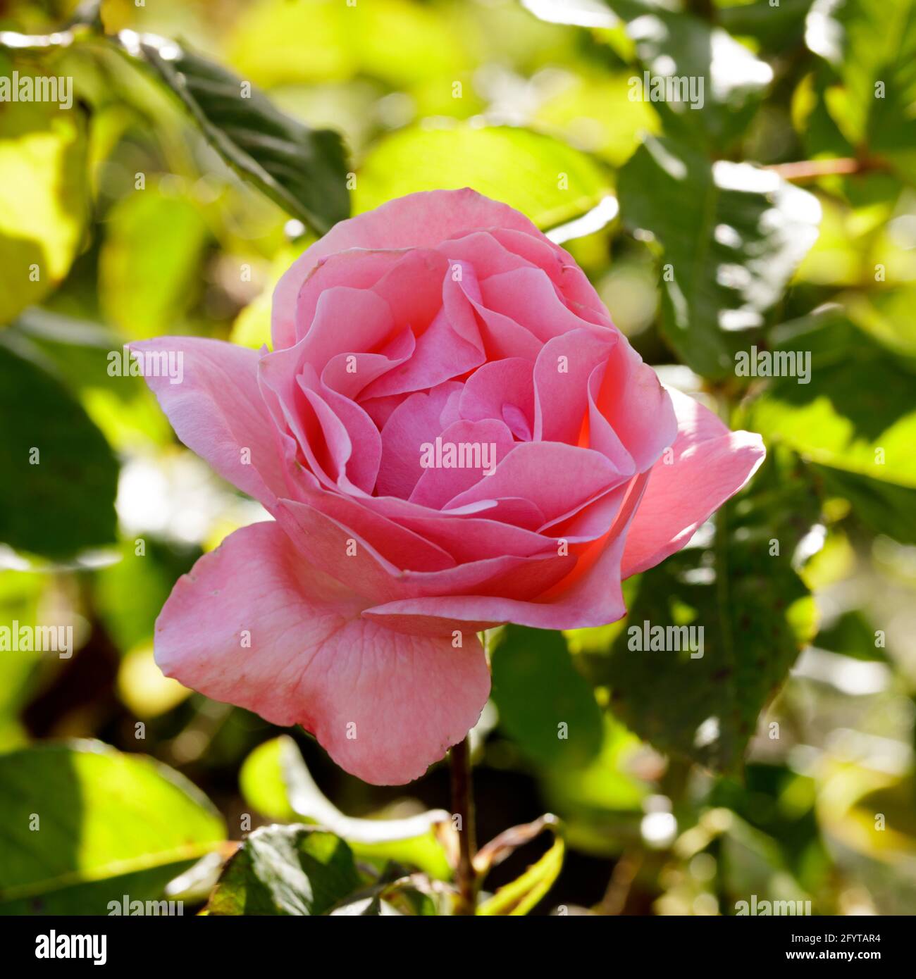 'Queen Elizabeth' Grandiflora Rose in Bloom. San Jose Municipal Rose Garden, San Jose, Santa Clara County, California, USA. Stock Photo