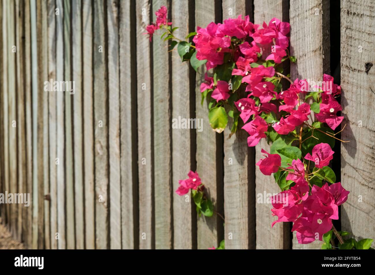 Pink flowers of the Bougainvillea spectabilis against a wooden fence. Stock Photo