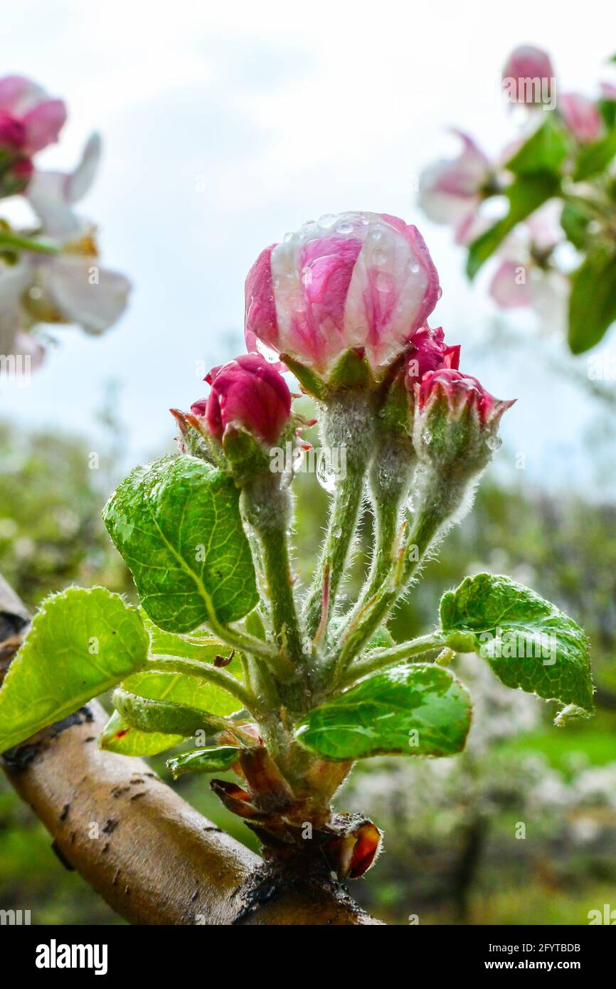Apple tree flower blossom, closeup detail Stock Photo Alamy