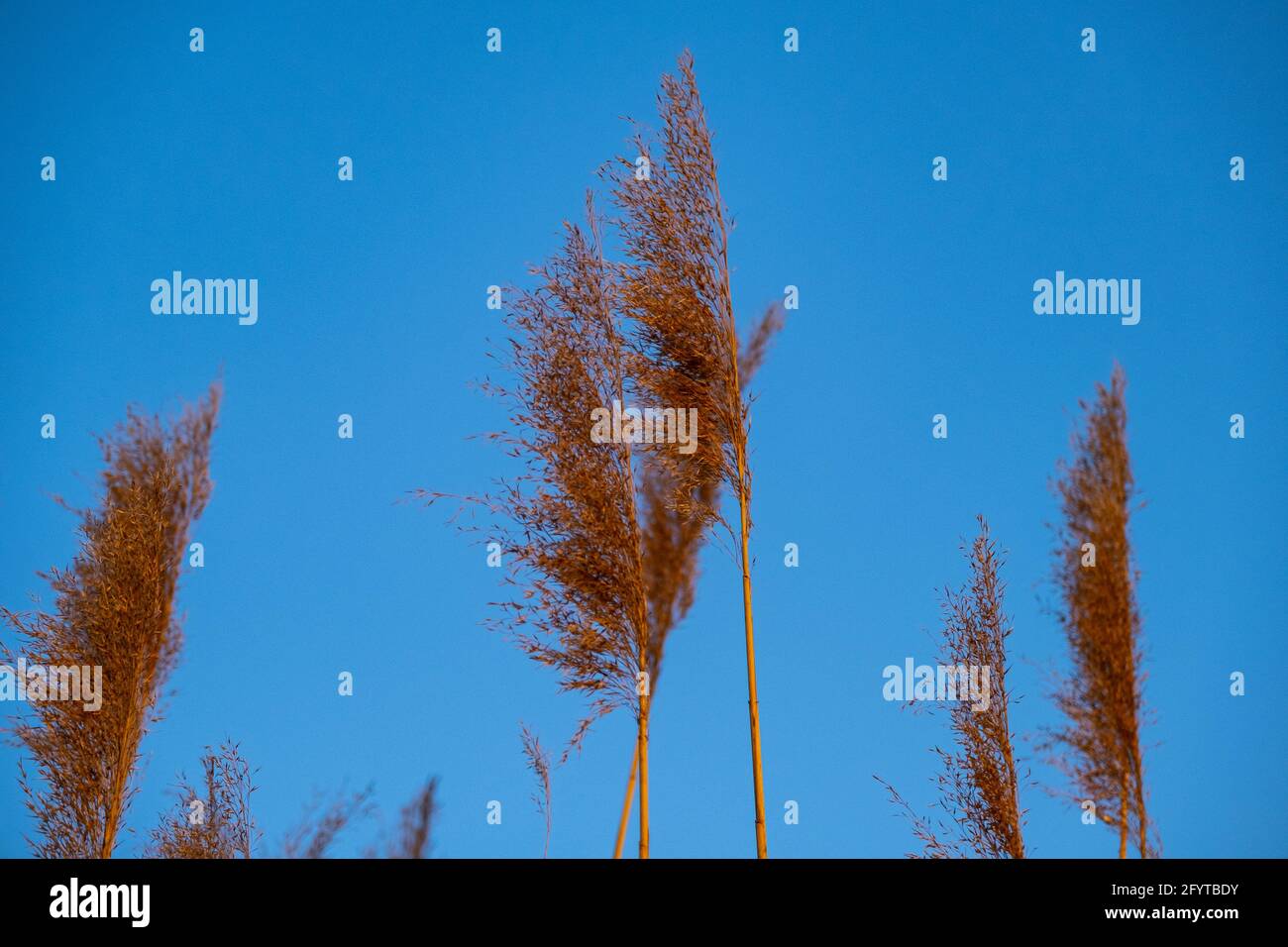 Meadow reeds hi-res stock photography and images - Alamy