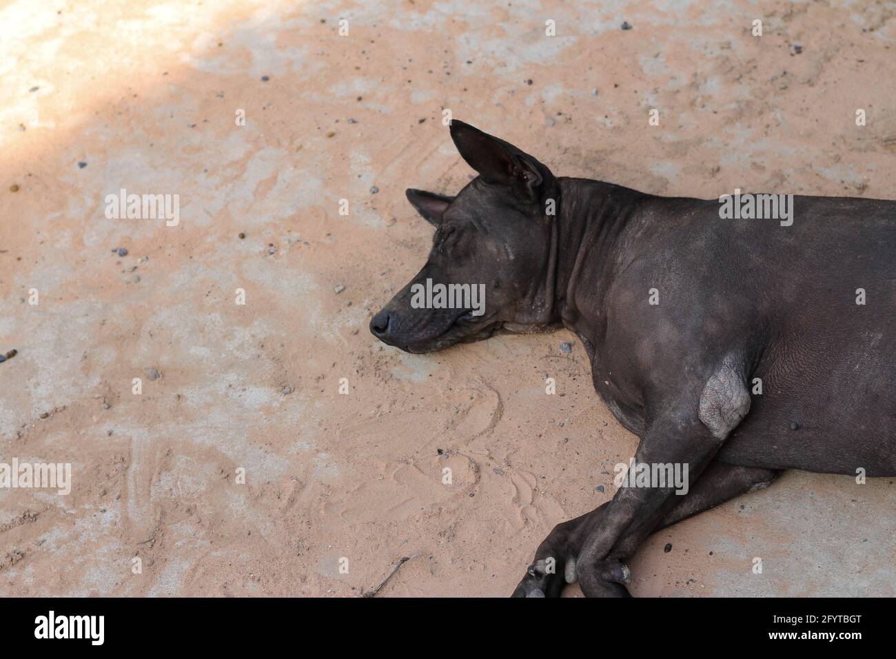 The black female dog sleeps on the cement floor. Stock Photo