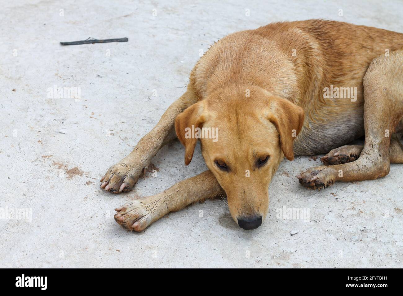 Can Dogs Smell Through Cement