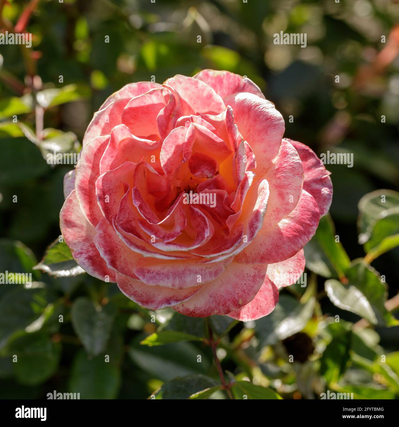 'Jump for Joy' Floribunda Rose Flower in Bloom. San Jose Municipal Rose