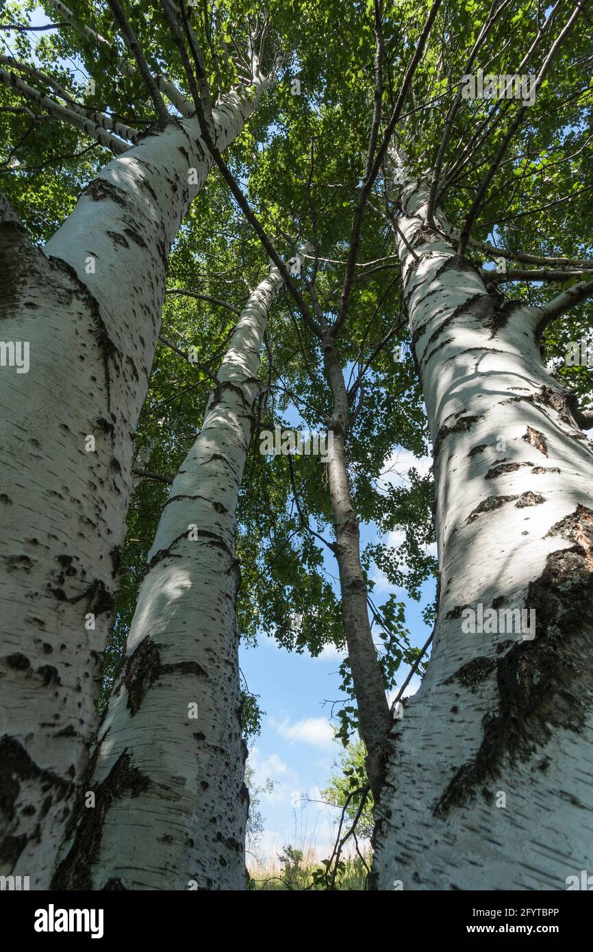 White birch forest in hi-res stock photography and images - Alamy