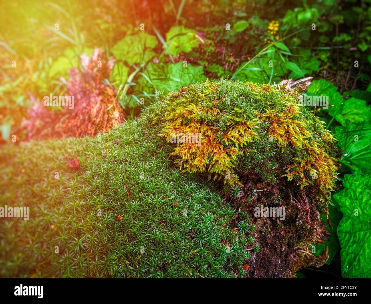 In natural conditions, moss on a rotten stump. Stock Photo