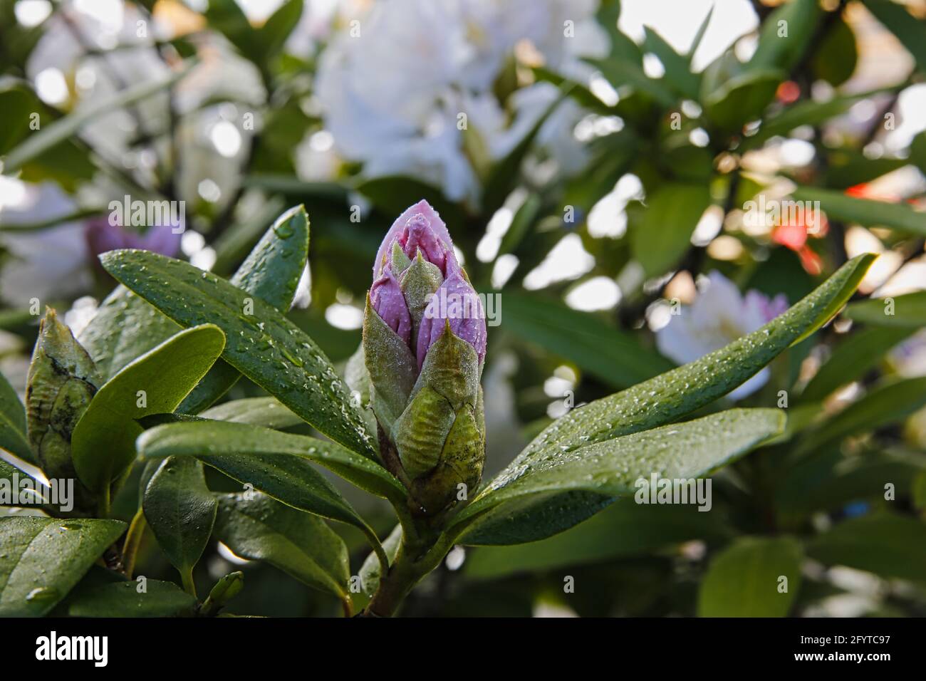 Pink blossom on a rhododendron shrub (Ericaceae) Stock Photo