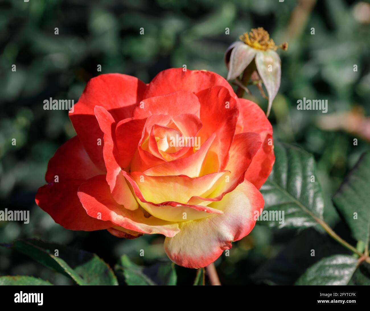 'Chihuly' Floribunda Rose Flower in Bloom. San Jose Municipal Rose Garden, California, USA. Stock Photo