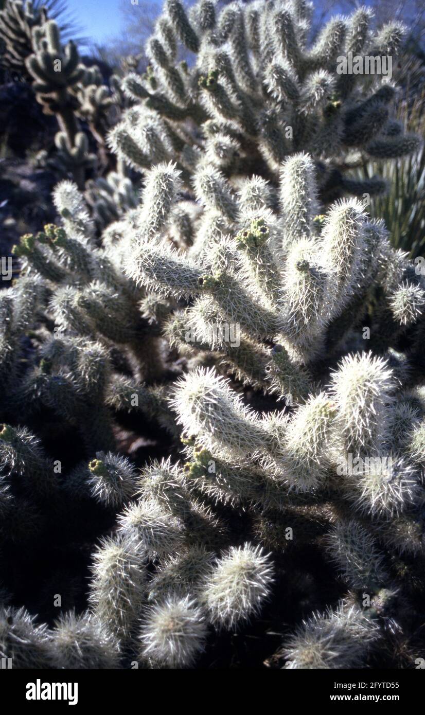 Cactus in Arizona, Tucson, Desert Museum Stock Photo