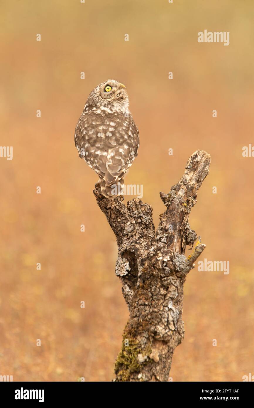 Little owl at its favorite perch in an oak forest with the last lights of the day Stock Photo