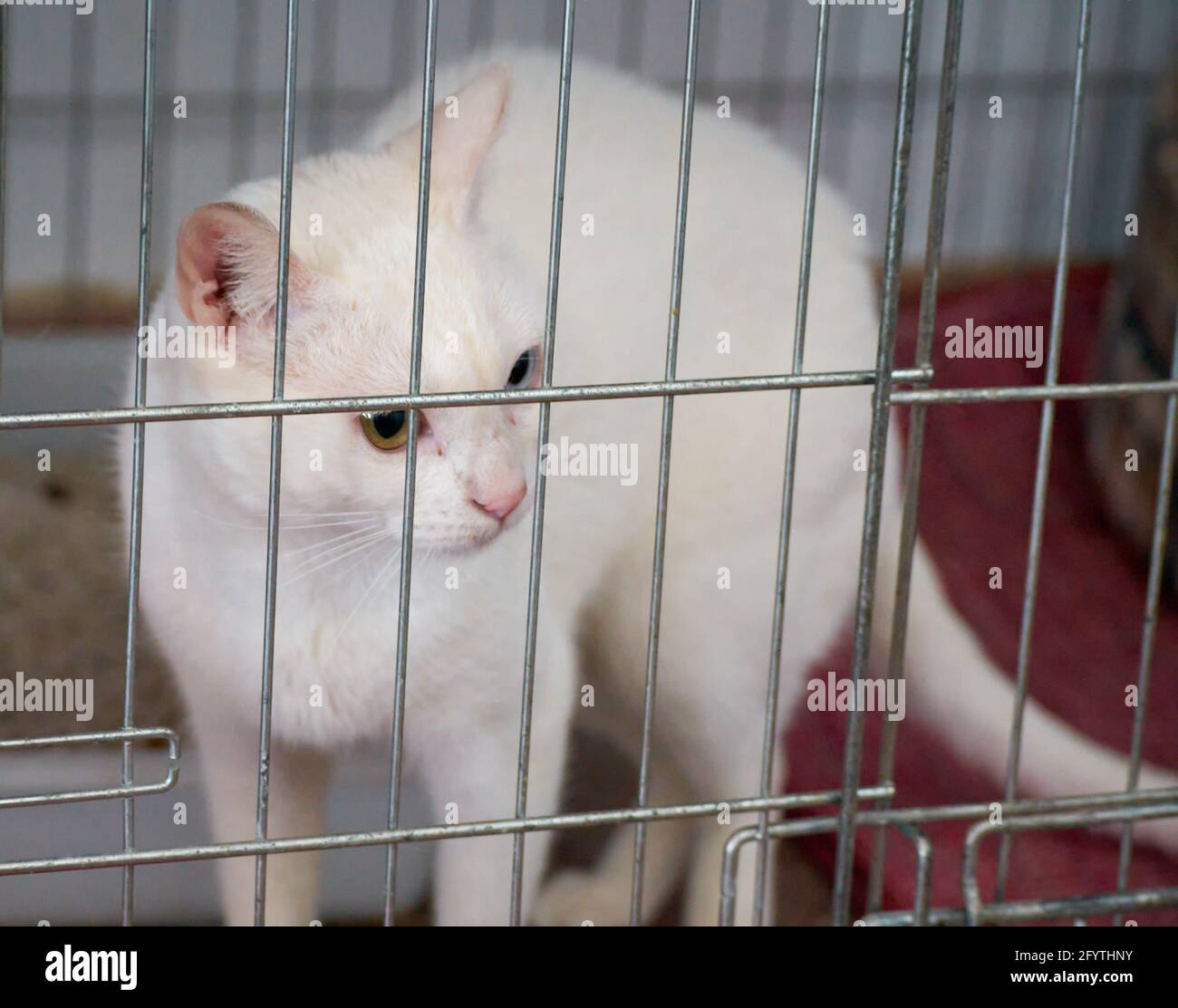 white cat cage