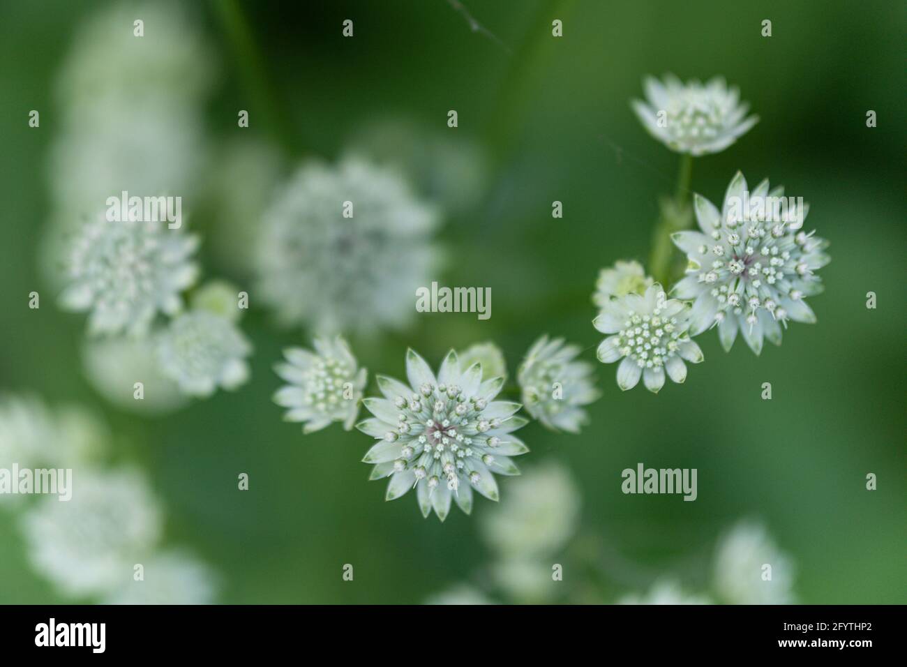 Closeup shot plants white hi-res stock photography and images - Alamy