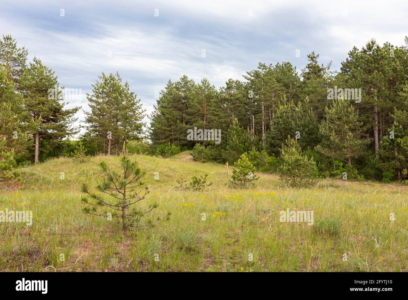 Forest and trees landscape with beautiful blue cloudy sky Stock Photo ...