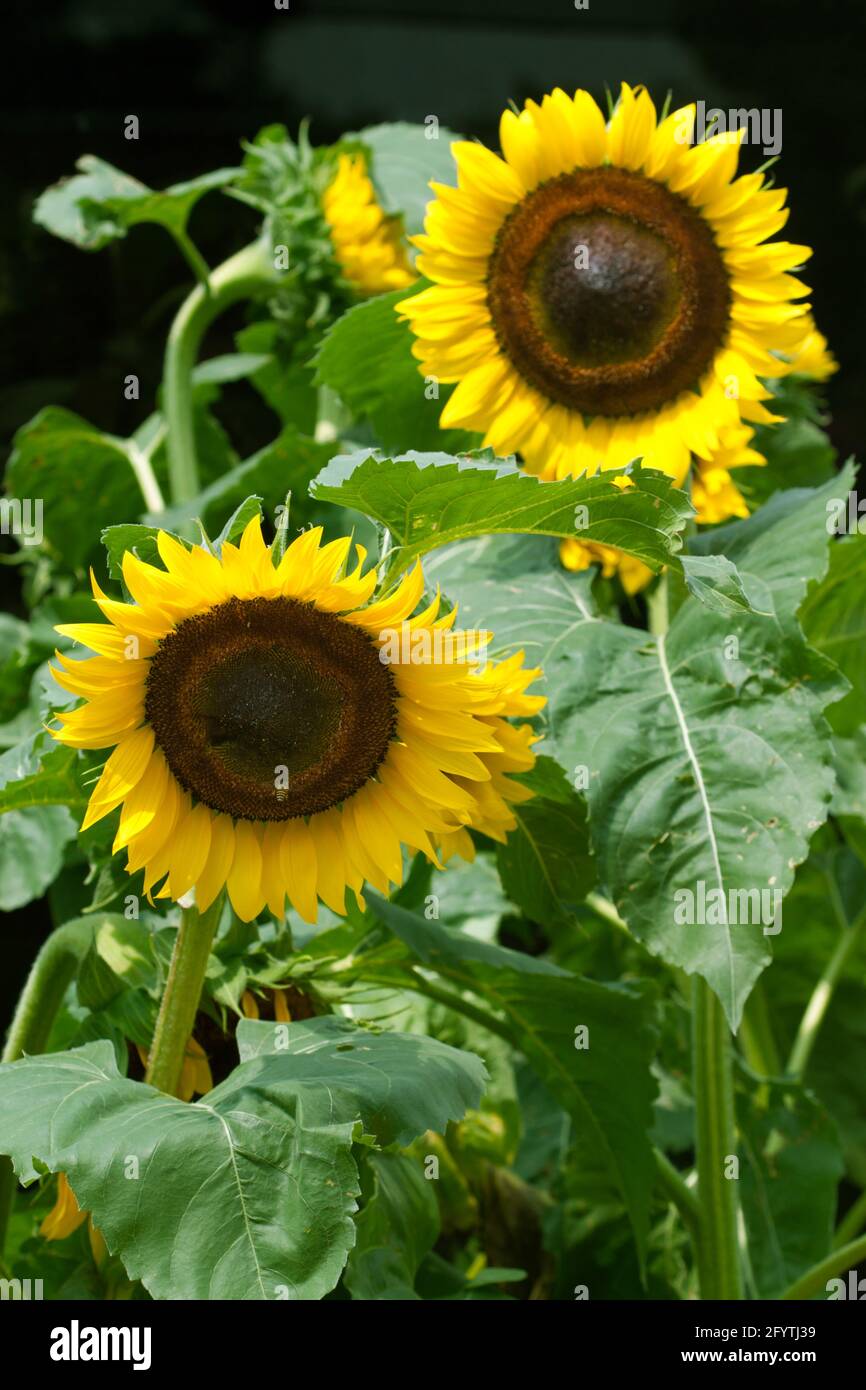 Sunflowers decorated the garden at FLORIA 2012 event held in Putrajaya, Malaysia. Stock Photo