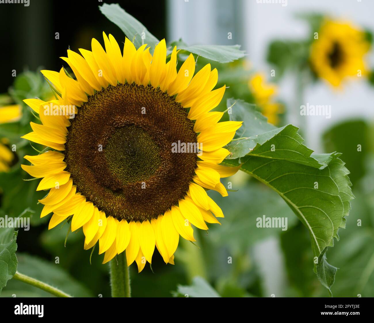 Sunflowers decorated the garden at FLORIA 2012 event held in Putrajaya, Malaysia. Stock Photo