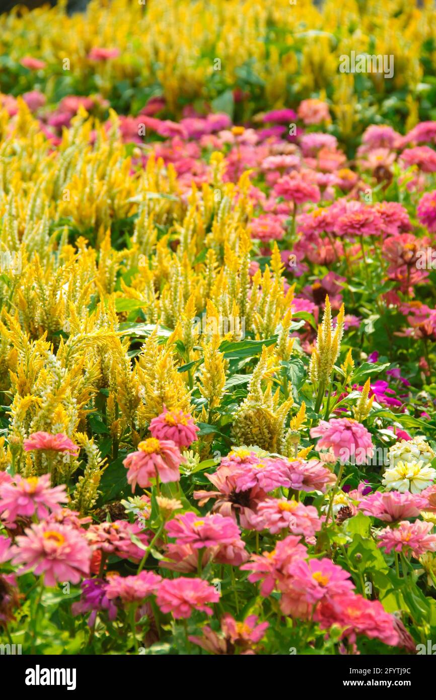 Garden arrangement with natural flowers and plants at the FLORIA 2013 ...