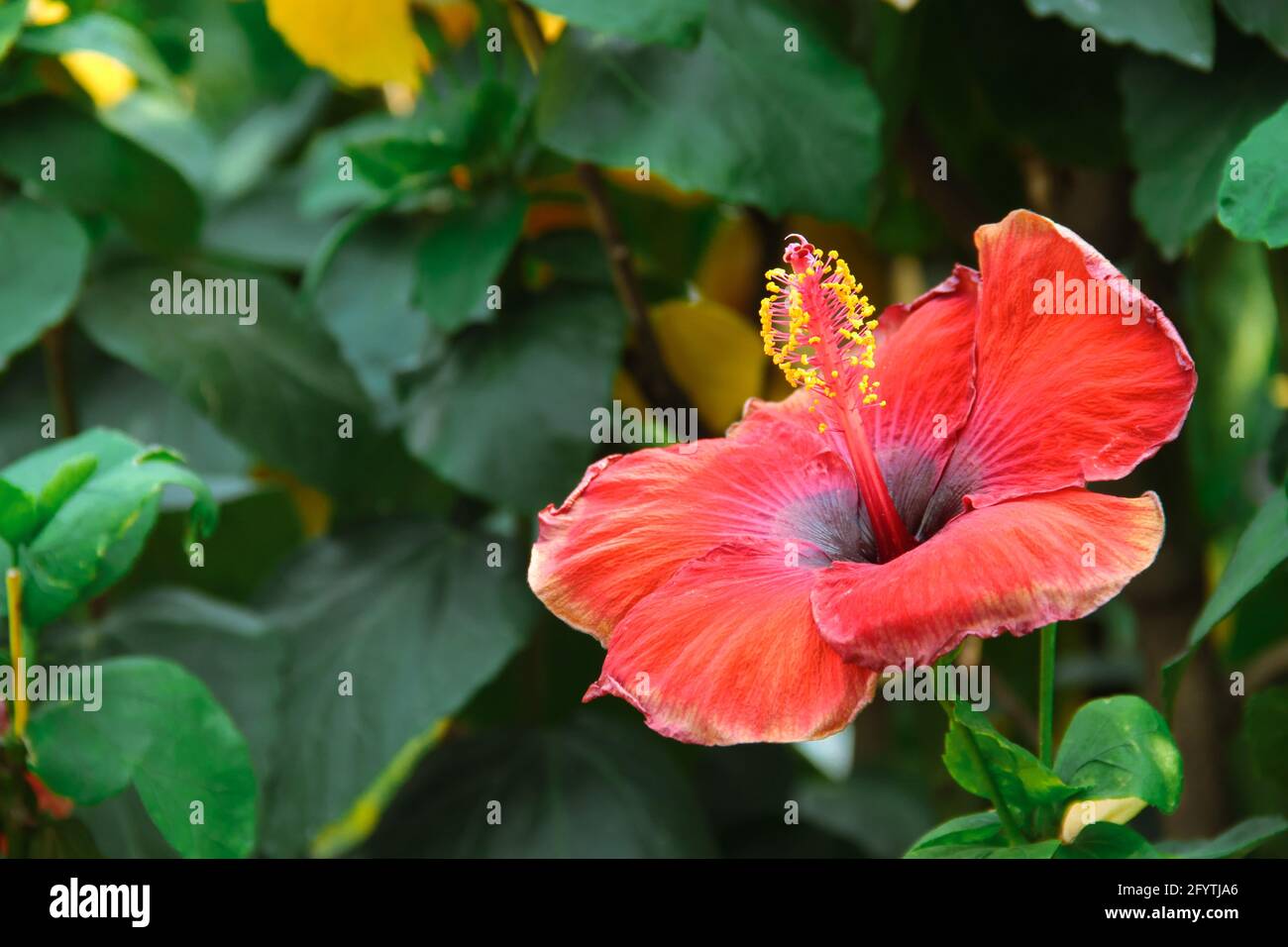 Big pink hibiscus flower hi-res stock photography and images - Alamy