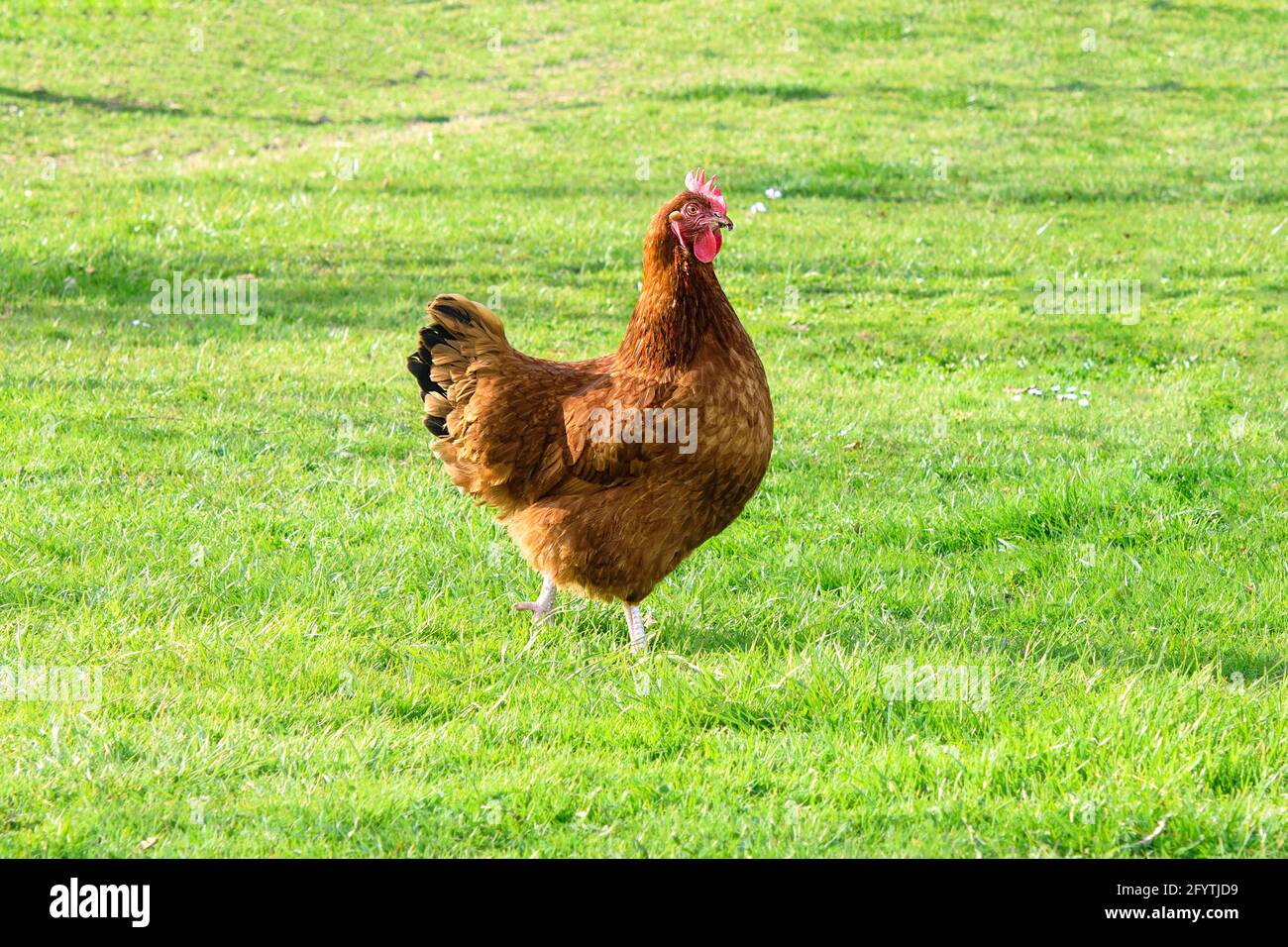 Single free brown hen grasing on green grass in summer sunny day Stock Photo