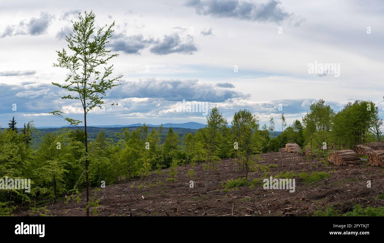 Young deciduous trees, behind them the Brocken on the horizon, forest dieback in the Harz Mountains, Germany Stock Photo