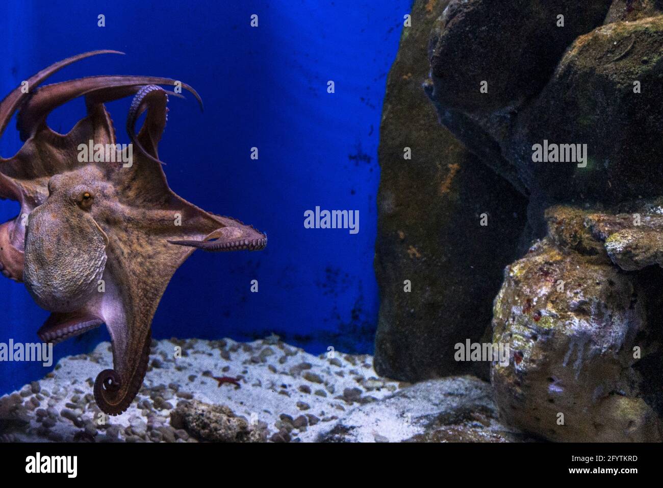octopus underwater close up portrait detail Stock Photo - Alamy