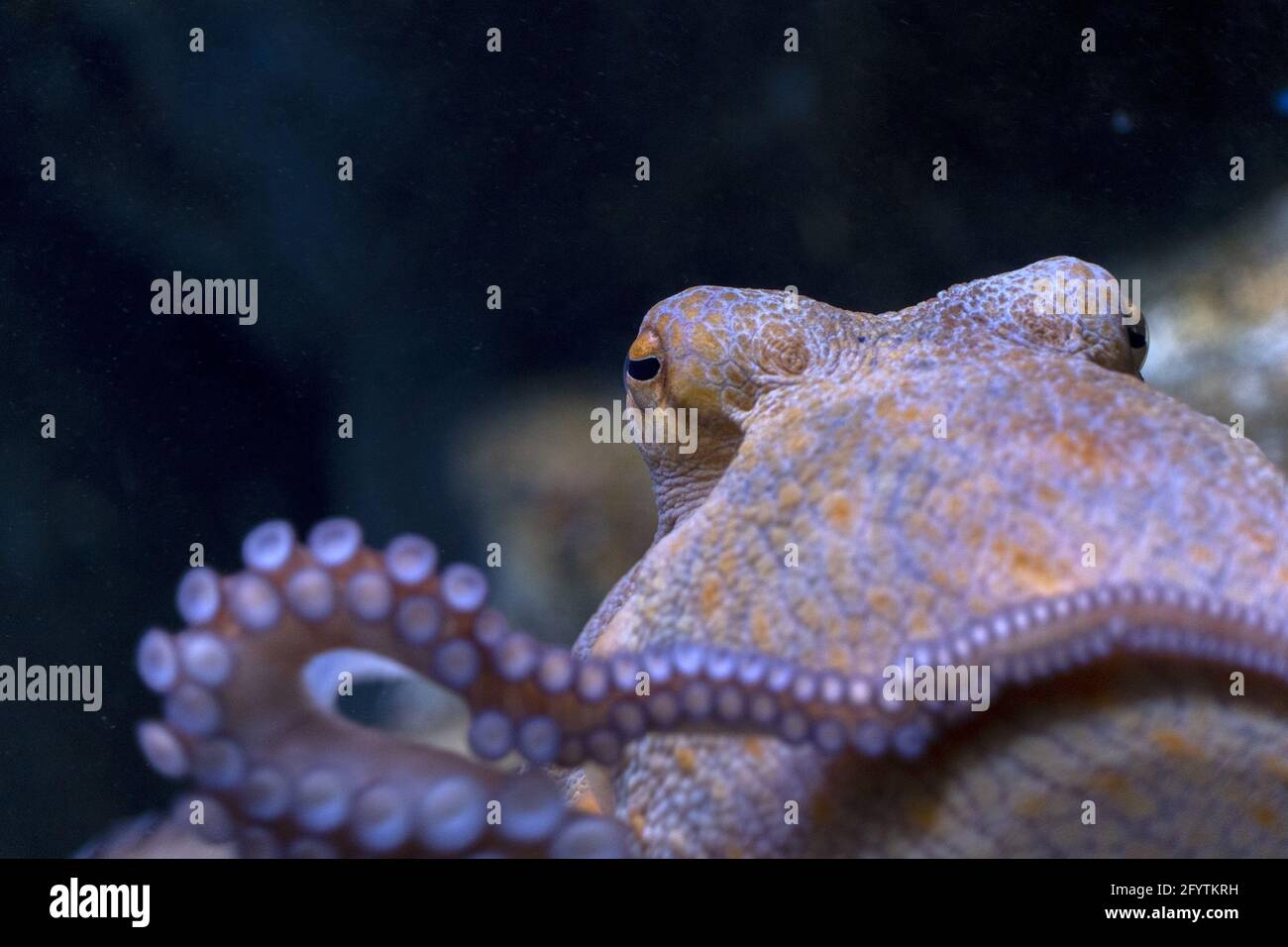 octopus underwater close up portrait detail Stock Photo - Alamy