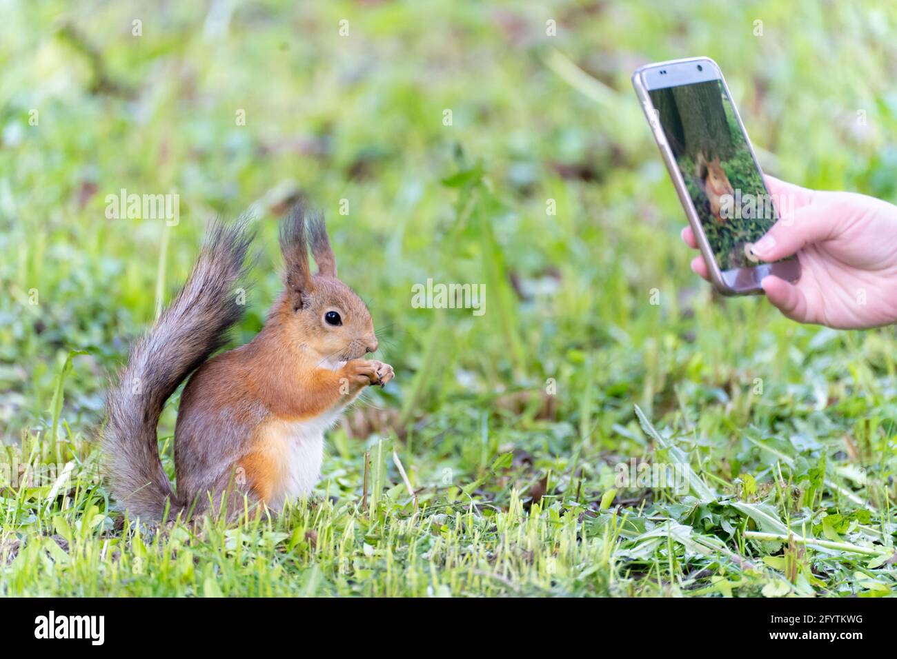 people taking photo of red squirrel eats in park Stock Photo
