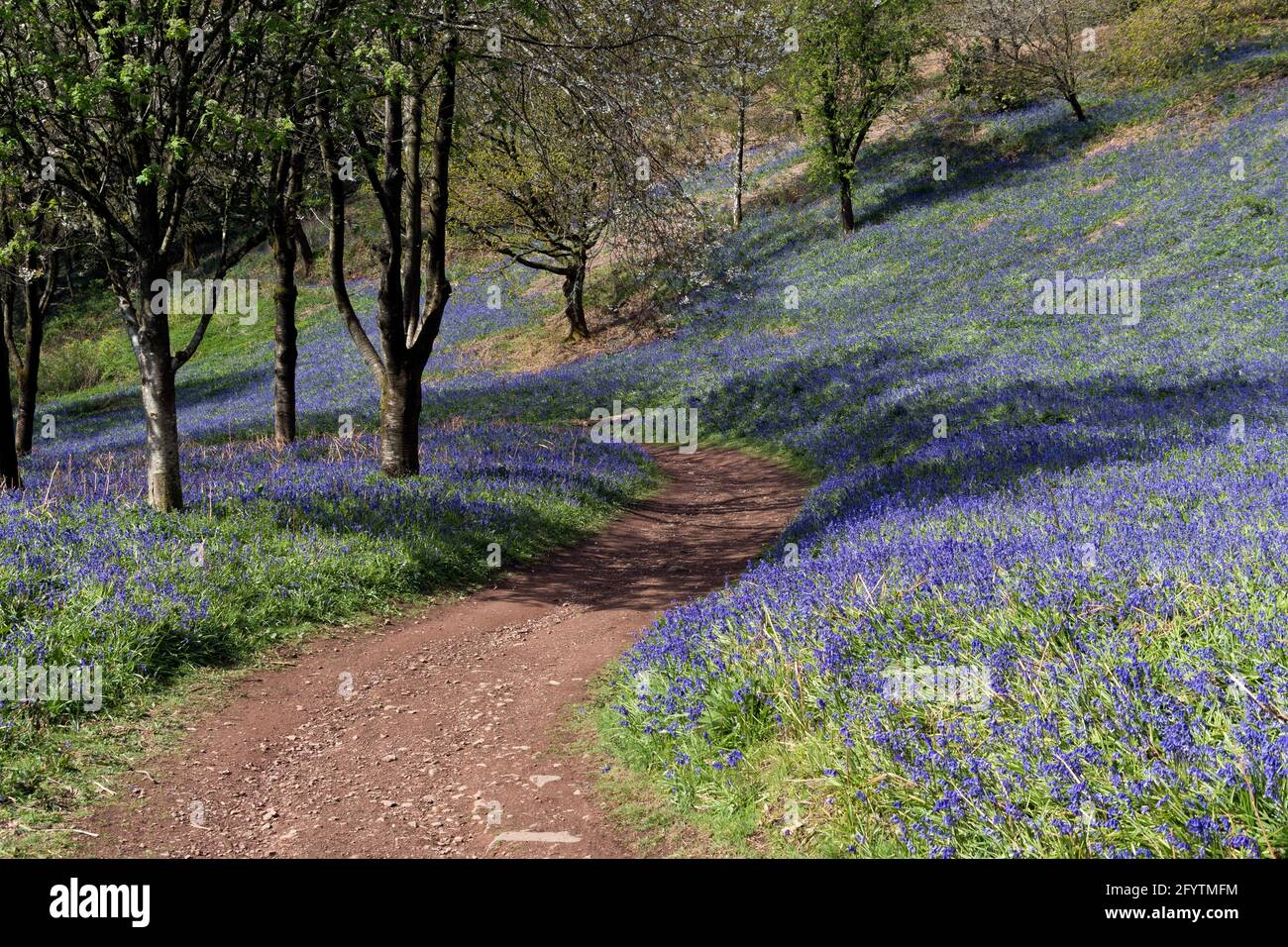 Bluebells at Clent Hills, Worcestershire Stock Photo