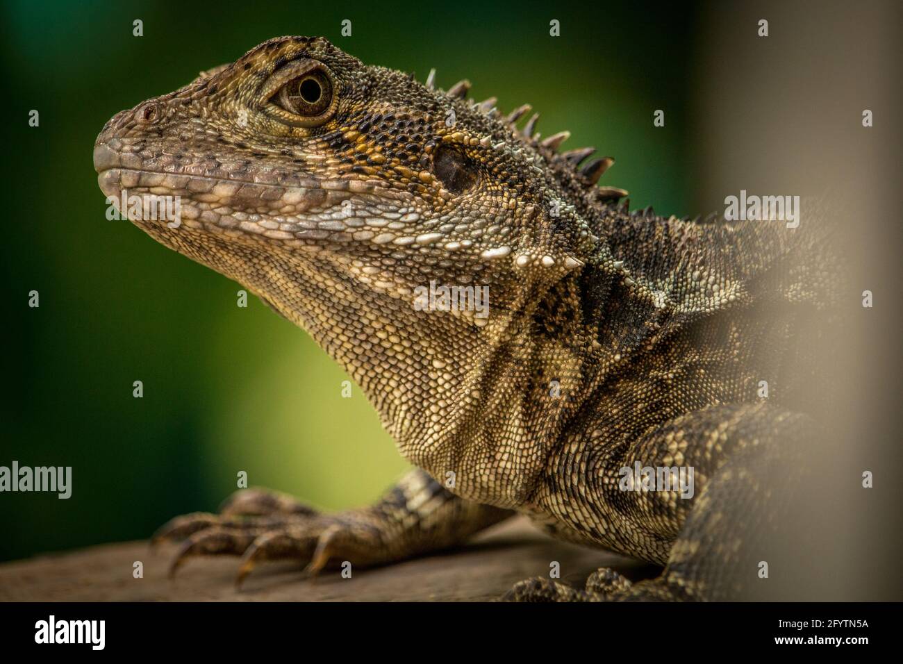 A closeup of a lizard with brown and yellow patterned skin on a blurred ...