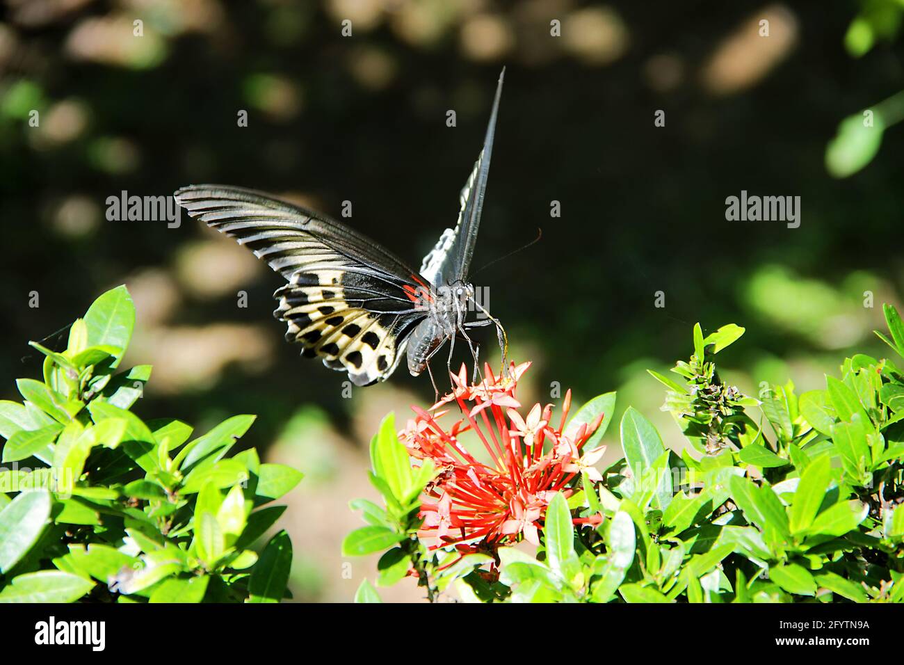 Huge butterfly (12 cm) collects nectar from a flowers of West indian Jasmine (Ixora coccinea). Swallowtail butterfly Polymnestor (Papilio Polymnestor) Stock Photo