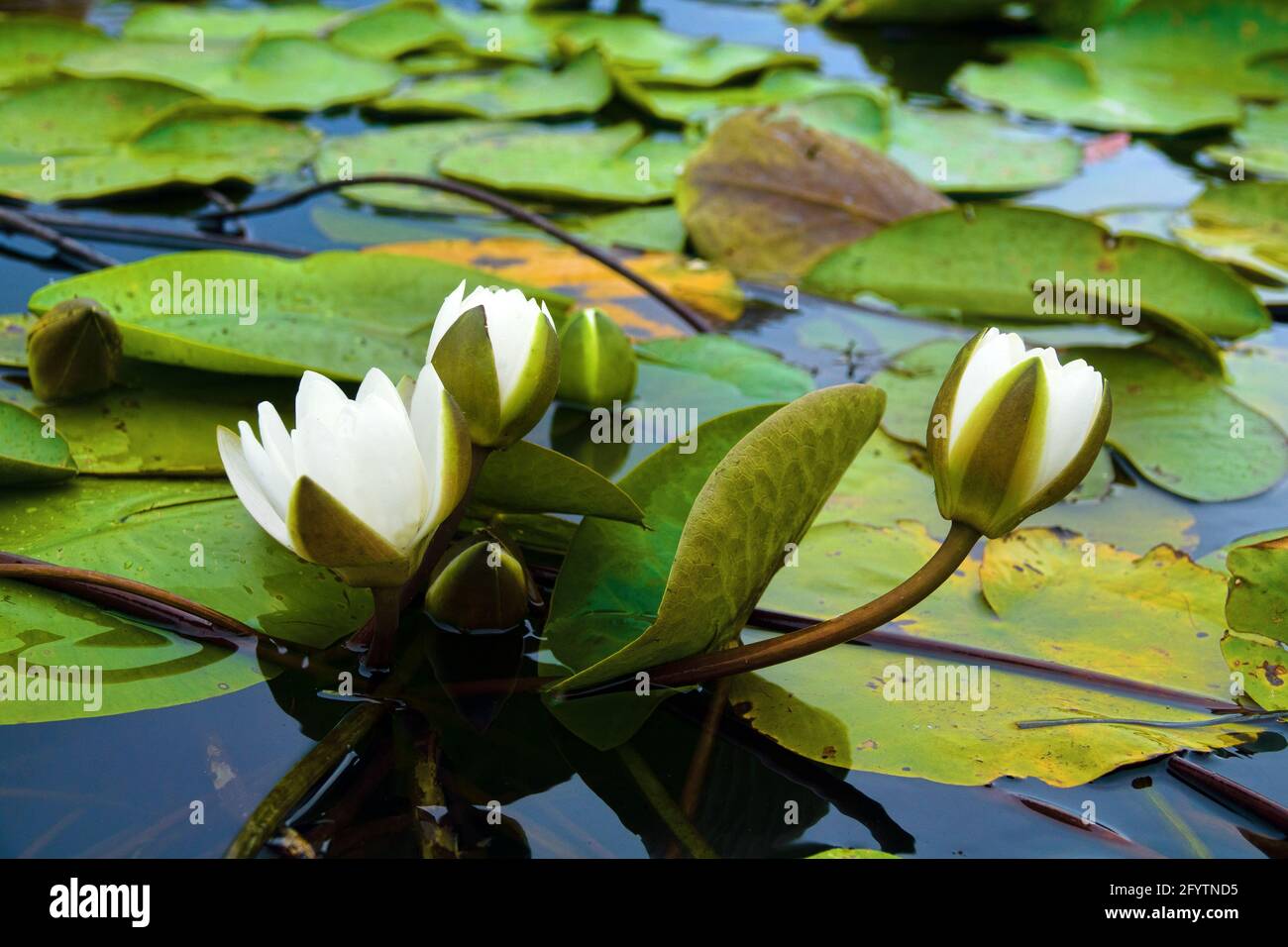 European white water lily (Nymphaea alba) in braided river estuary. End of  summer Stock Photo - Alamy