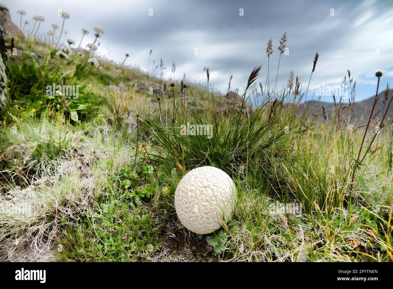 Common puffball mushroom in the alpine meadows of the North Caucasus. Snow-capped peaks are visible in the background Stock Photo