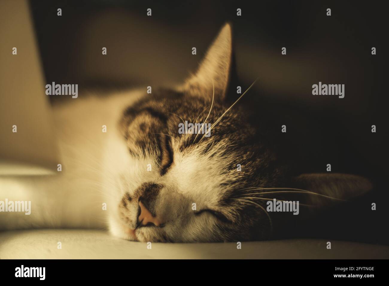 A selective focus shot of a sleeping cat head - perfect for background Stock Photo