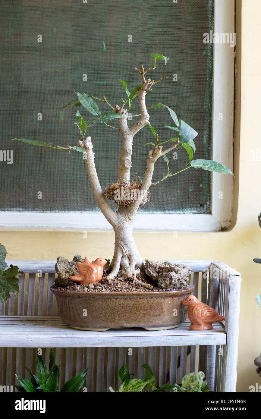 Bonsai tree for garden decoration Stock Photo - Alamy