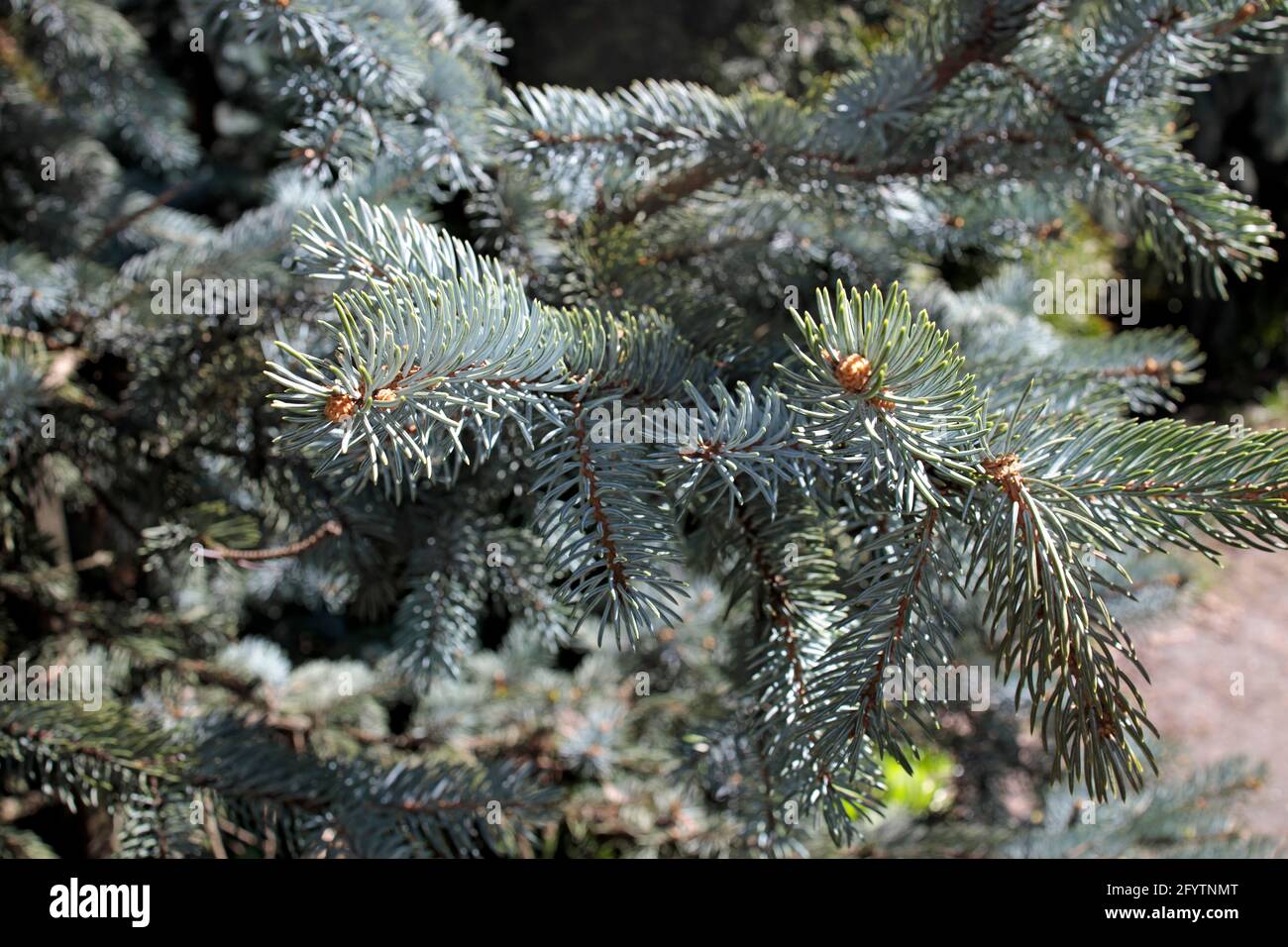 The blue spruce, also commonly known as green spruce, white spruce, Colorado spruce, or Colorado blue spruce, is a species of spruce tree. picea punge Stock Photo