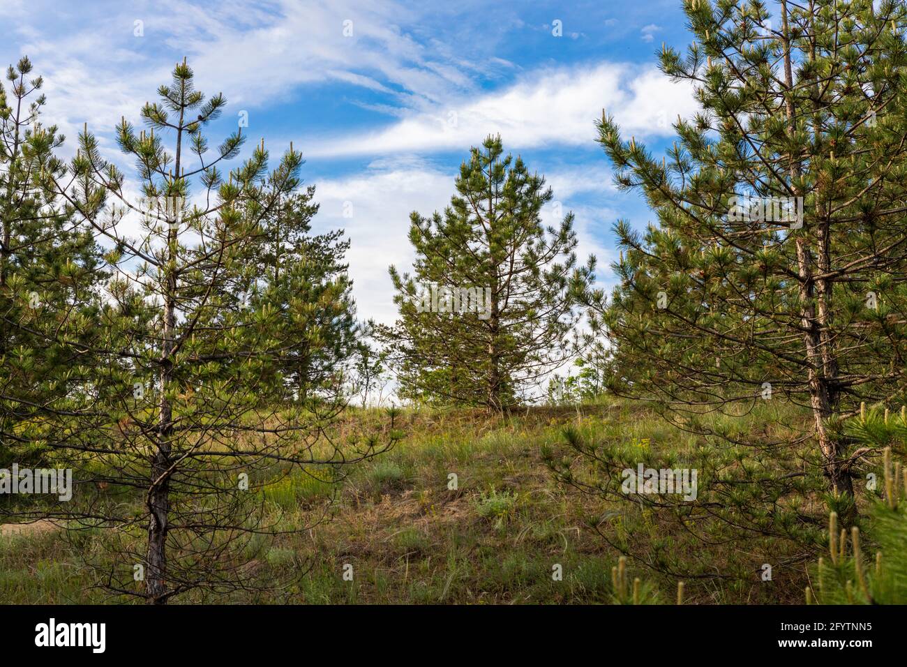 Forest and trees landscape with beautiful blue cloudy sky Stock Photo ...