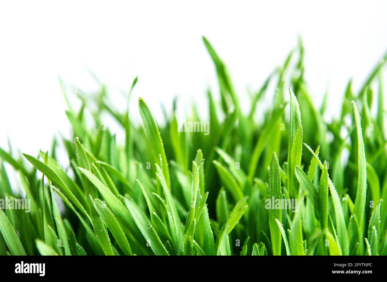 Green grass covered with water drops background Stock Photo - Alamy