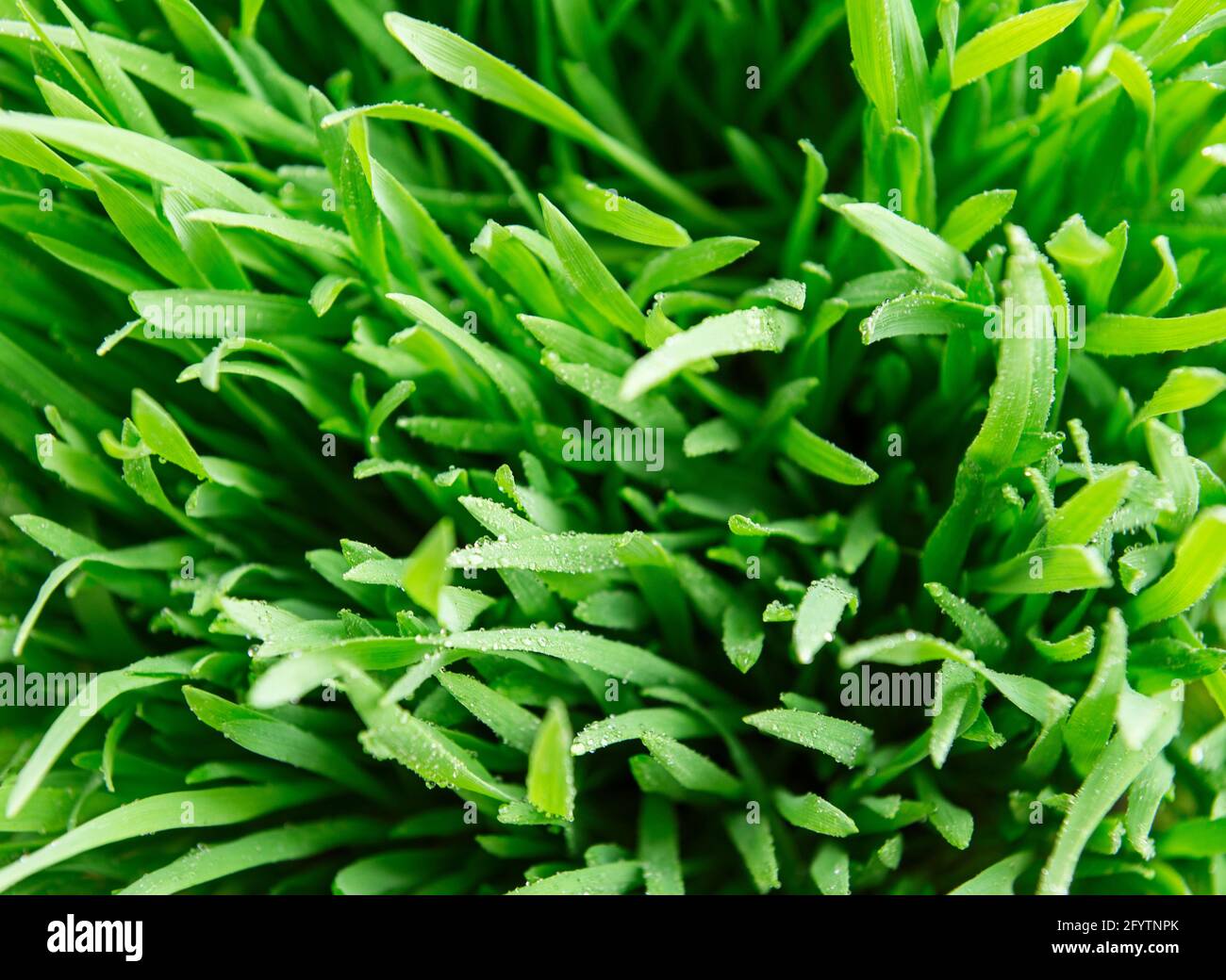 Green grass covered with water drops background Stock Photo - Alamy