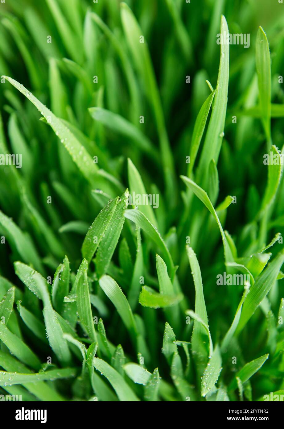 Green grass covered with water drops background Stock Photo - Alamy