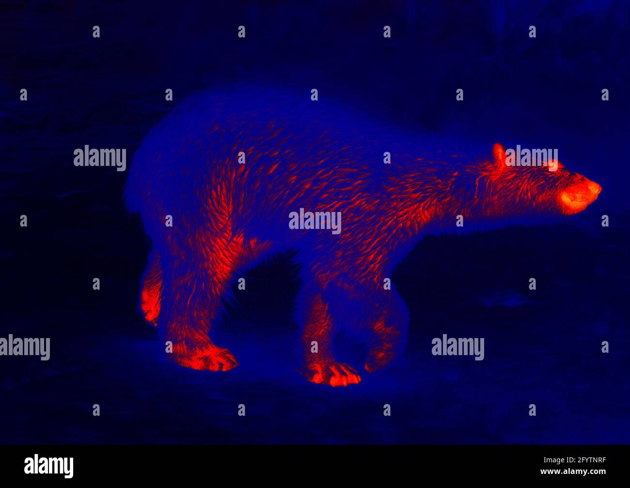 Polar bear in the polar night. Scanning the animal's body temperature