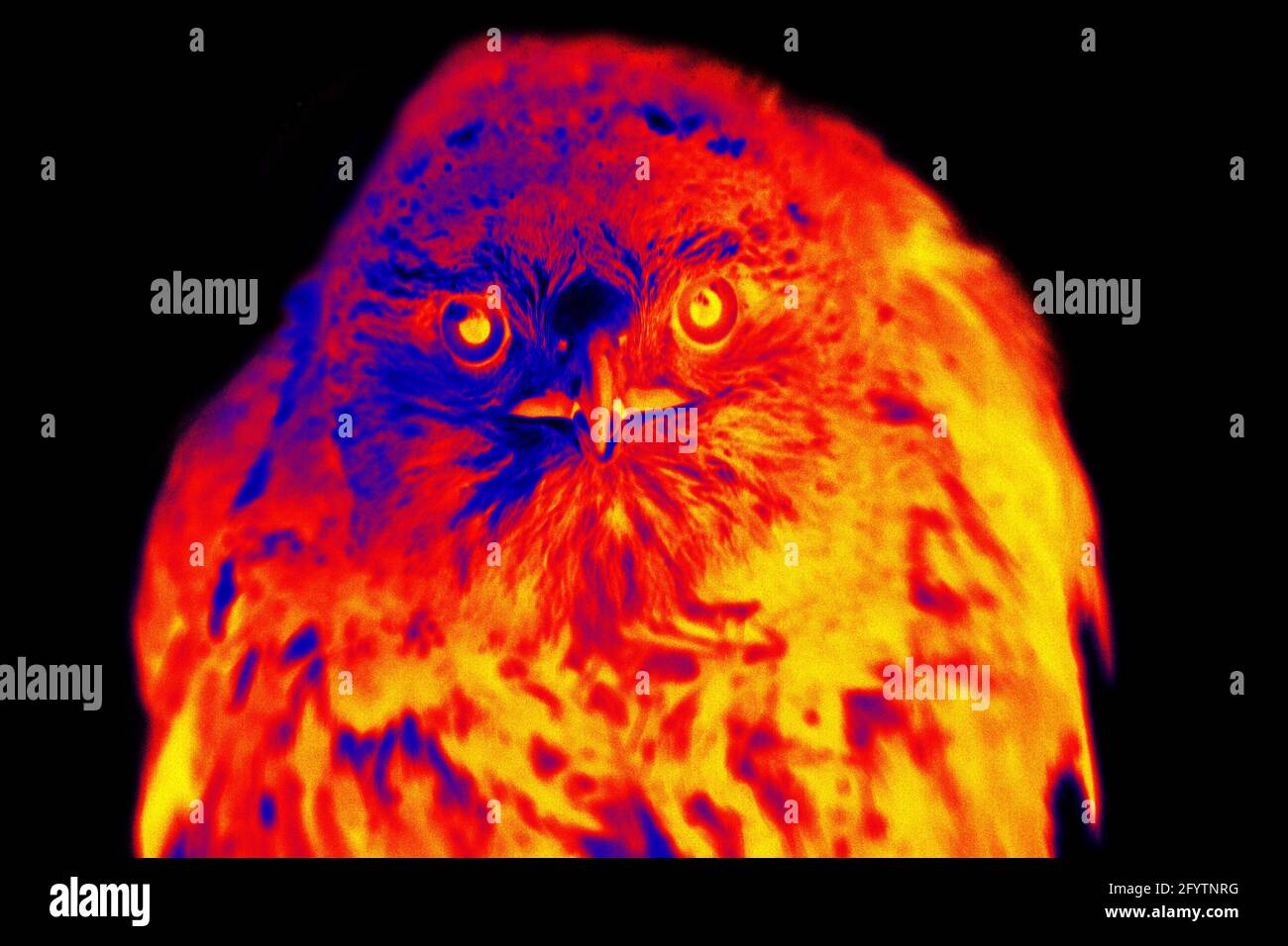 Bird of Prey on black background isolated. Scanning the animal's body