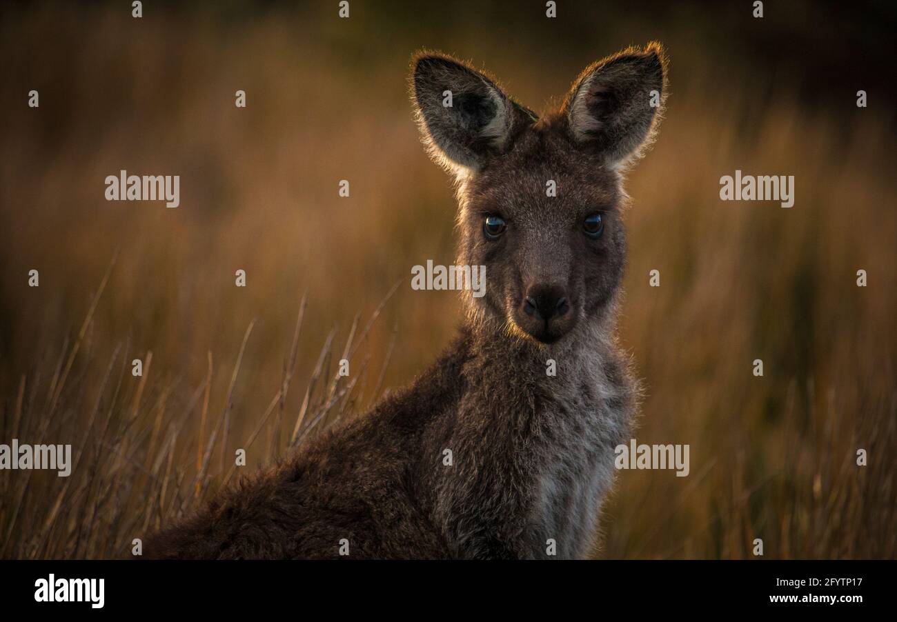 A cute kangaroo looking at the camera questioningly in a savanna with  blurred background Stock Photo - Alamy