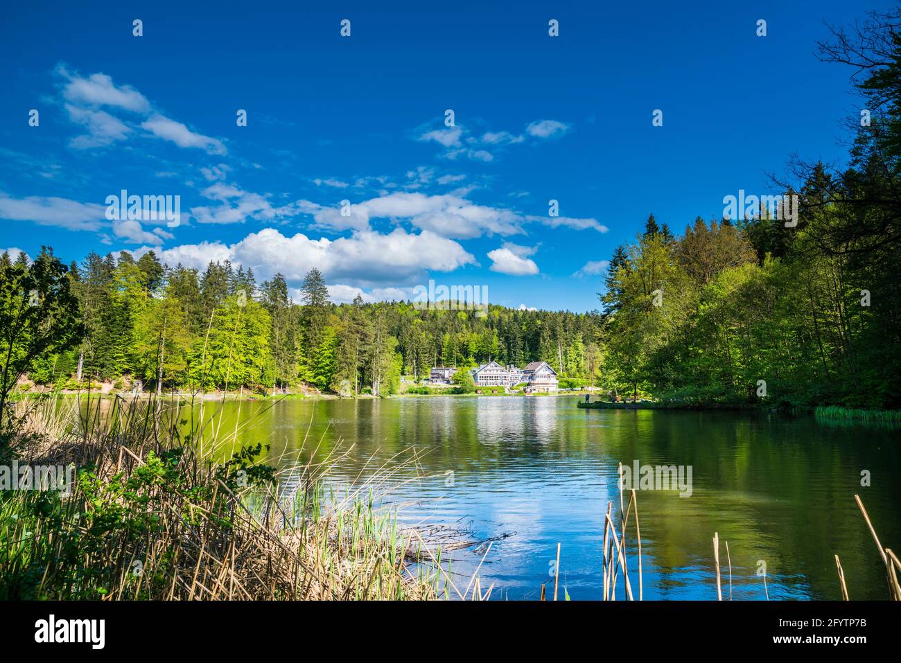 Ebnisee near kaisersbach, an untouched nature reserve lake water in the middle of the green swabian forest in summer Stock Photo