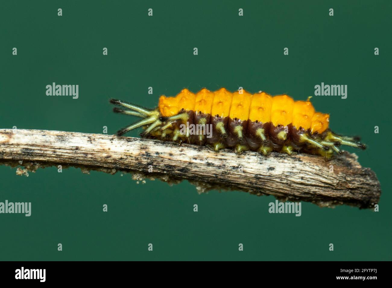 Image of an amber caterpillar on brown branch. Insect. Animal. Stock Photo