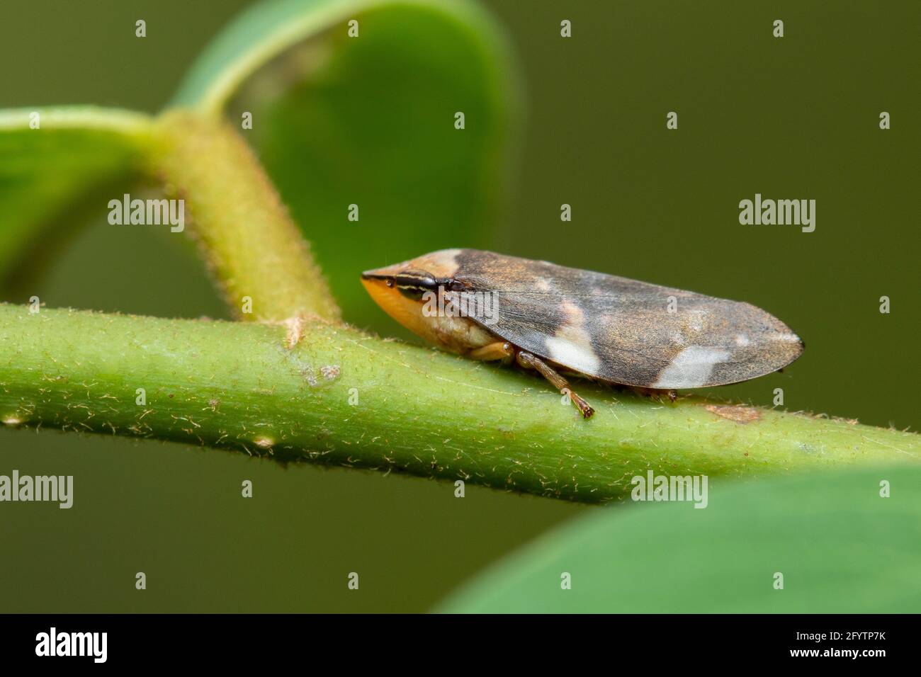Image of brown leafhopper on natural background. Insect. Animal. Stock Photo