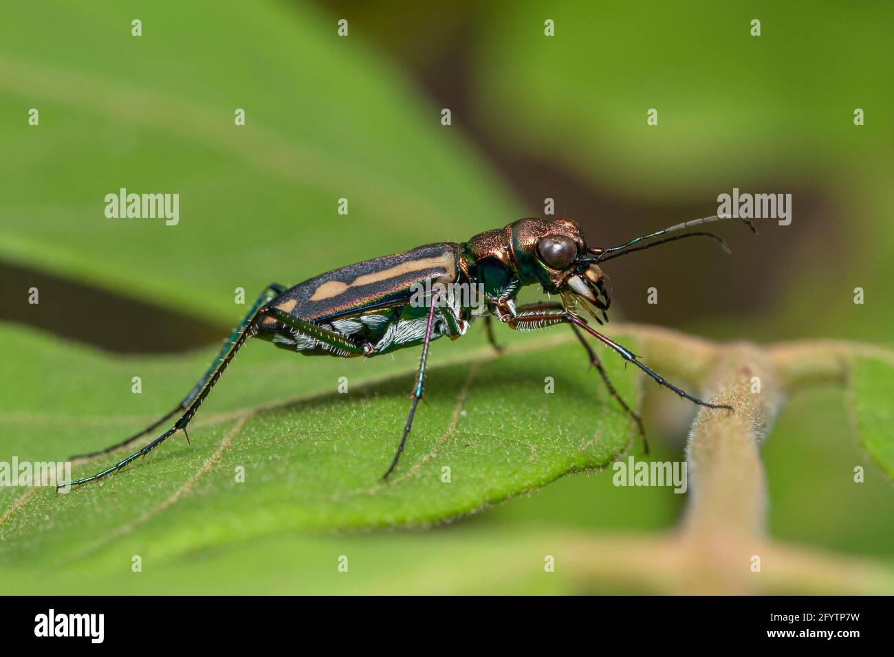 Image of tiger beetle on green leaves on natural background. Animal. Insect. Stock Photo